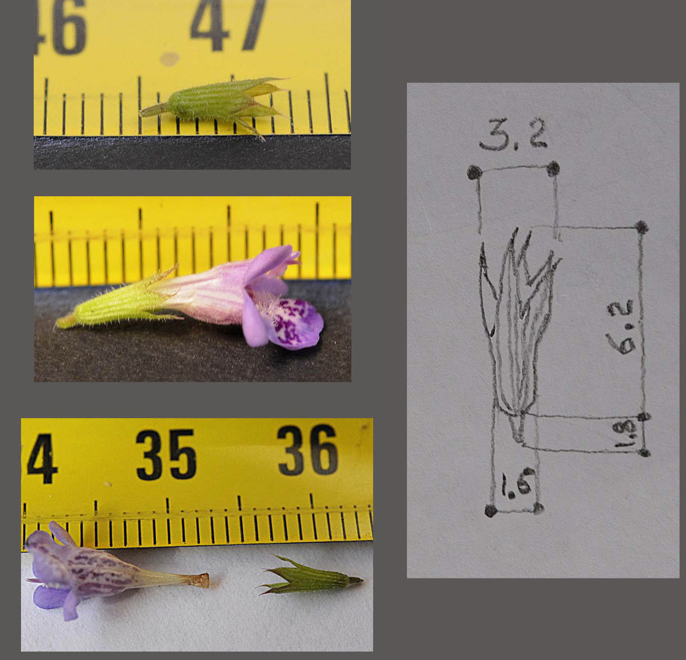 Lamiacea azzurro-violetto - Glechoma cfr. hederacea