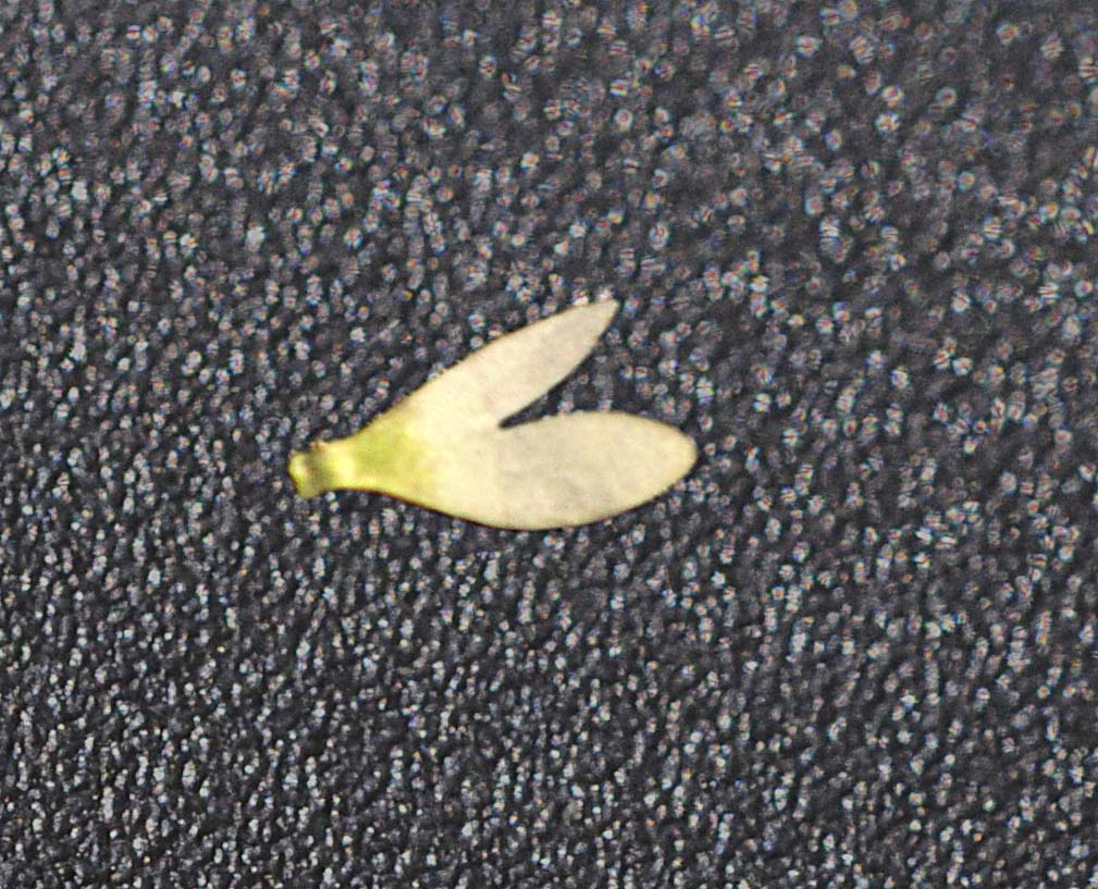 Erophila verna