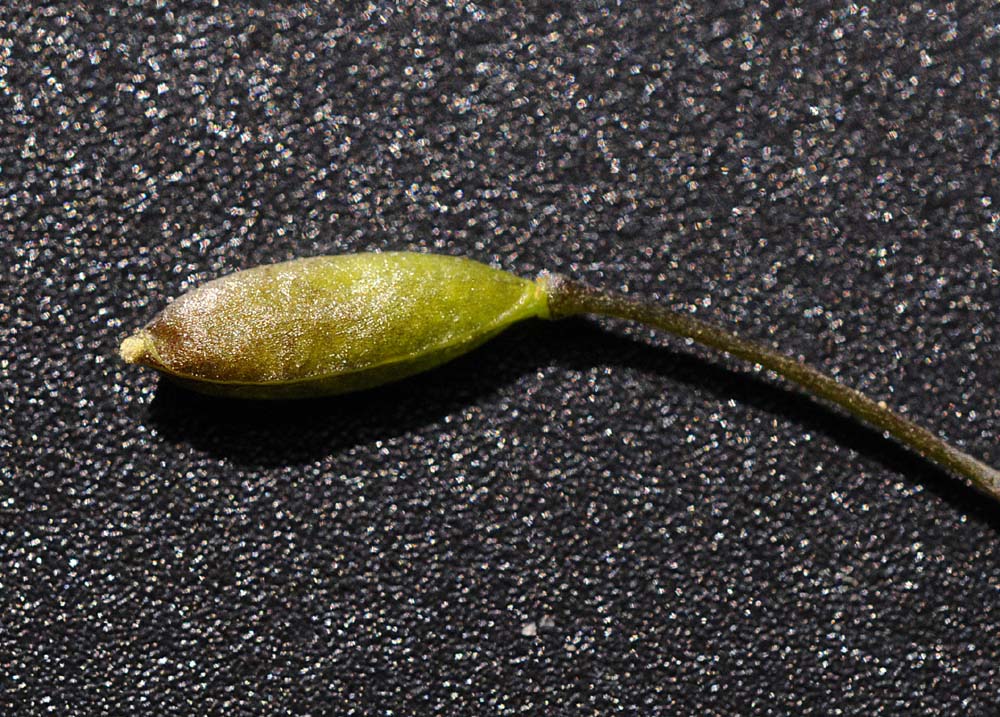 Erophila verna