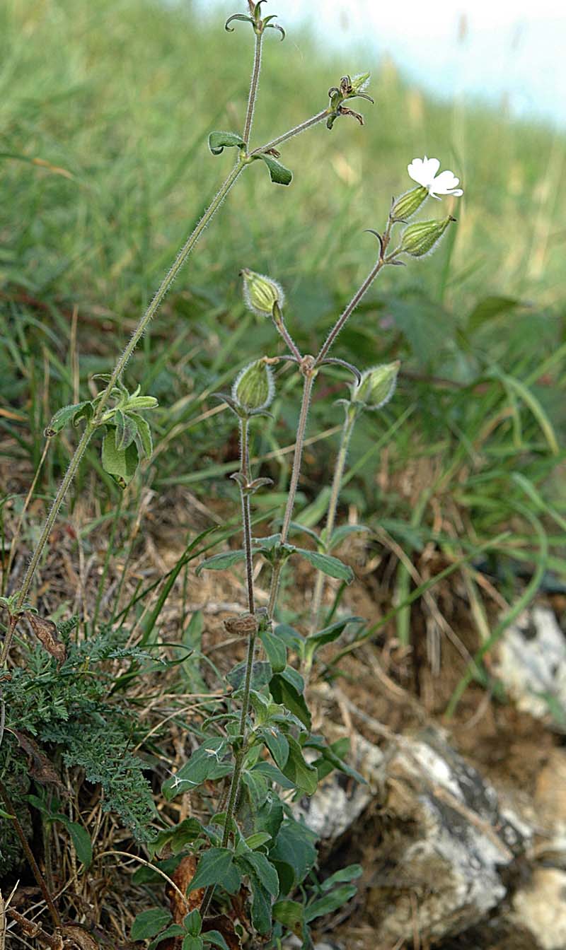 Silene alba