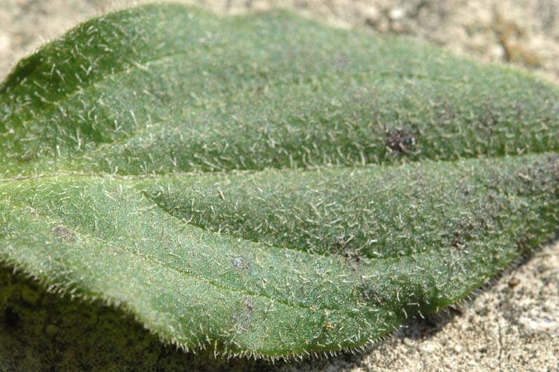 Silene alba