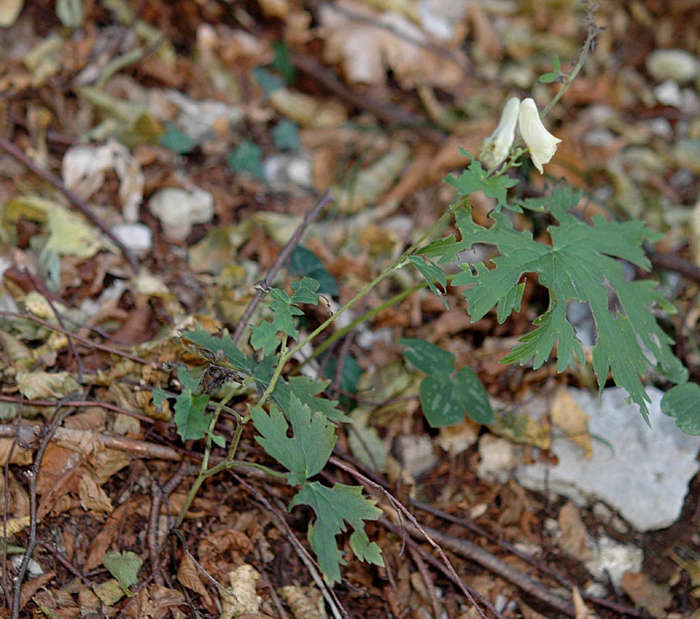 Aconitum lycoctonum  subsp. vulparia