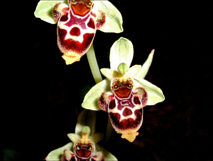 Ophrys scolopax subsp. conradiae