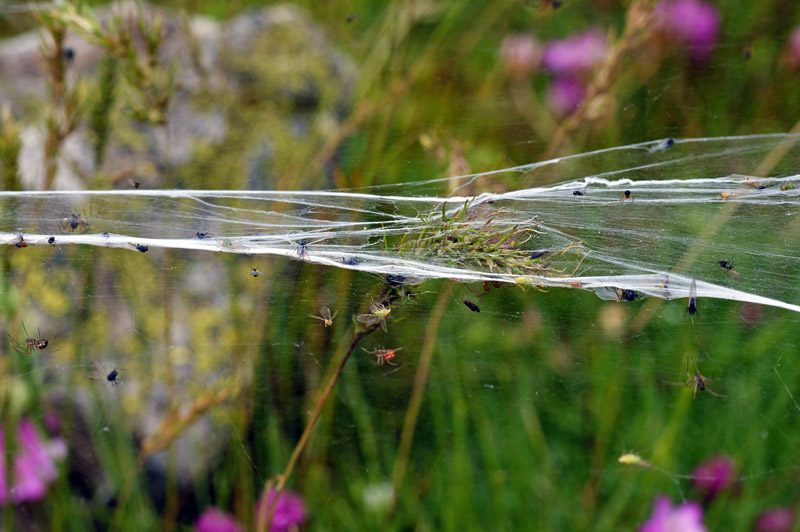 Ragnatela particolare