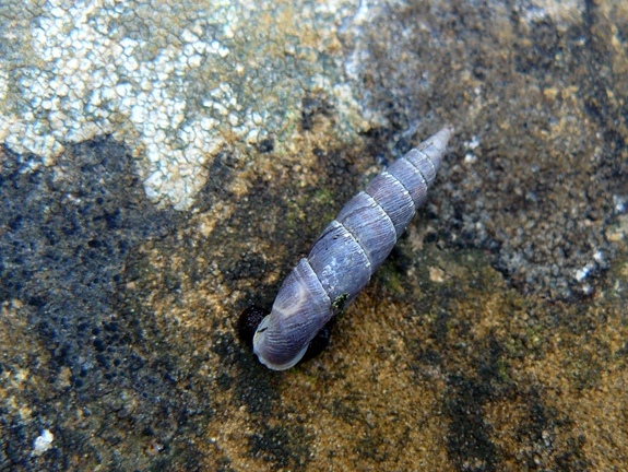 Clausiliidae?