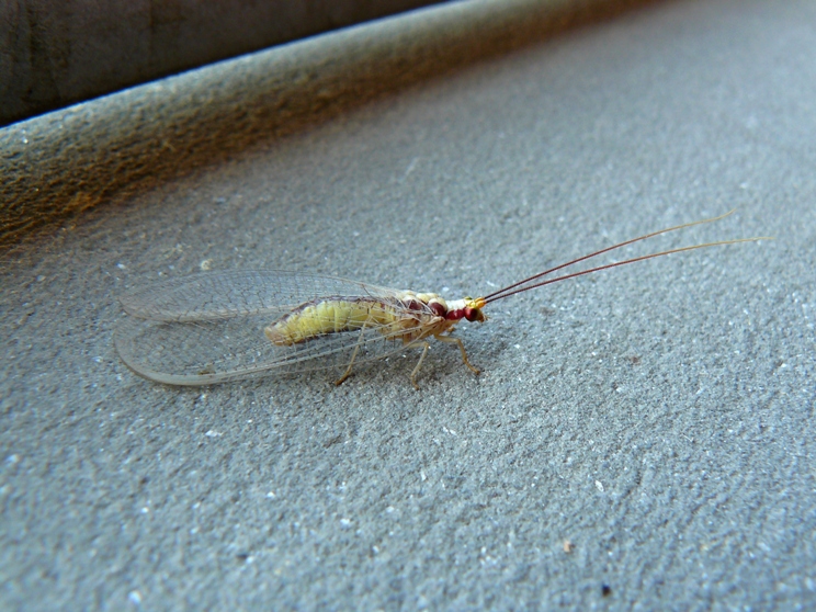 Italochrysa italica