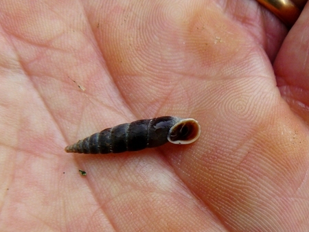 Clausiliidae?