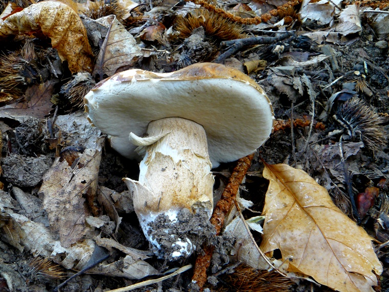 Boletus reticulatus?