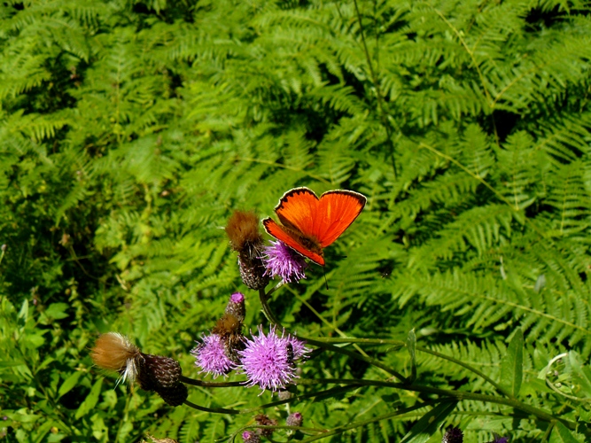 Lycaena thersamon?