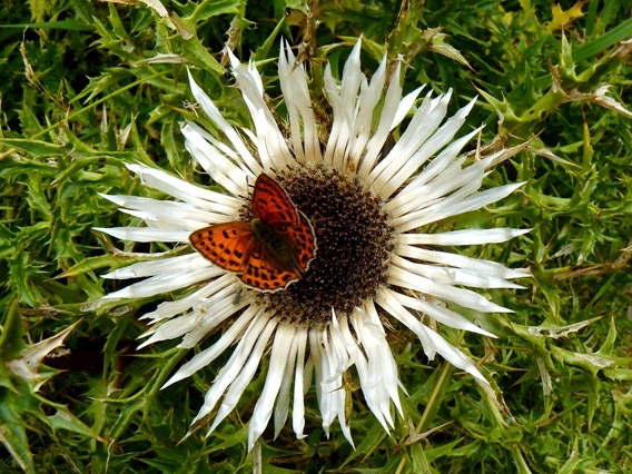 Lycaena thersamon?