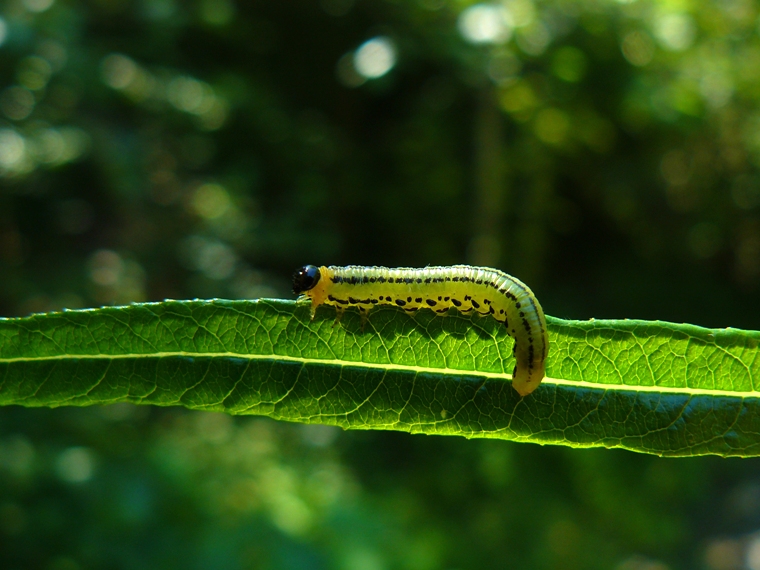 bruco da identificare: larva di imenottero Symphyta