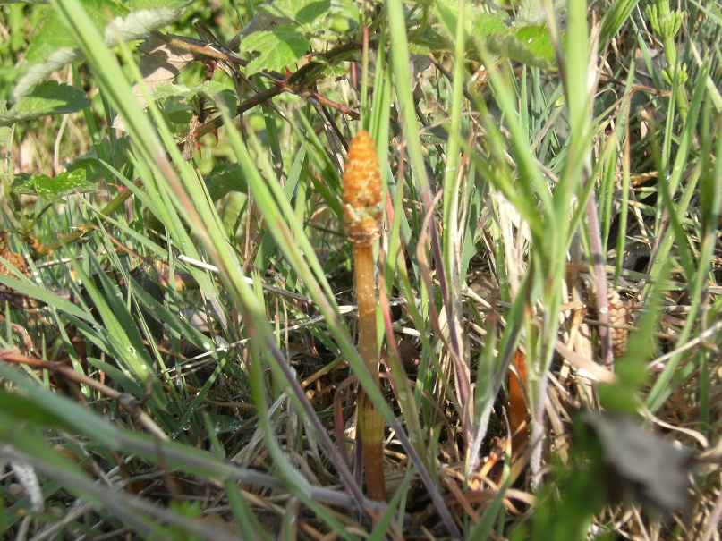 Equisetum cfr. arvense