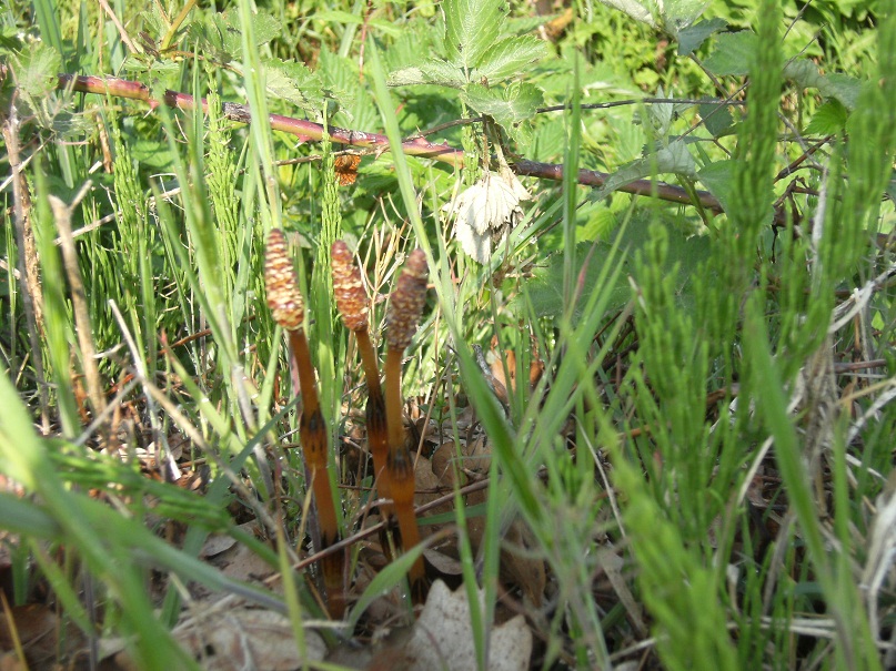 Equisetum cfr. arvense