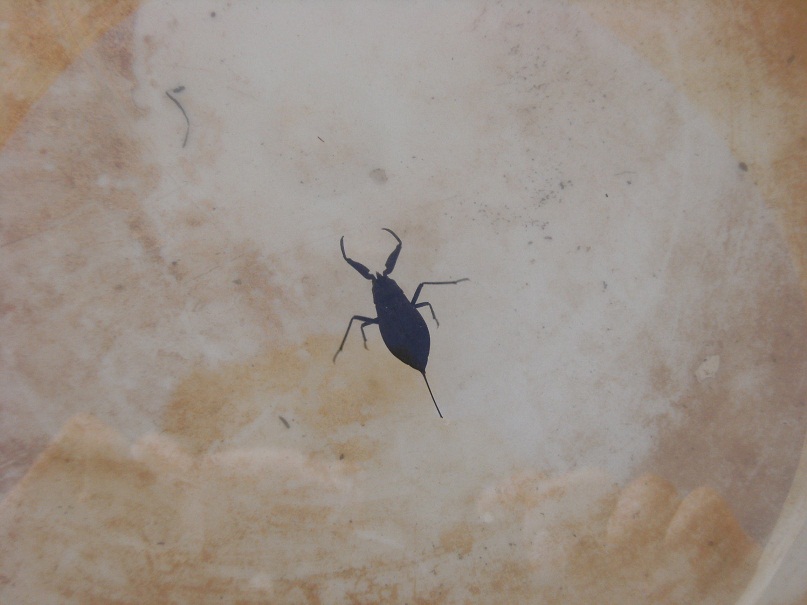 Nepidae: Nepa cinerea