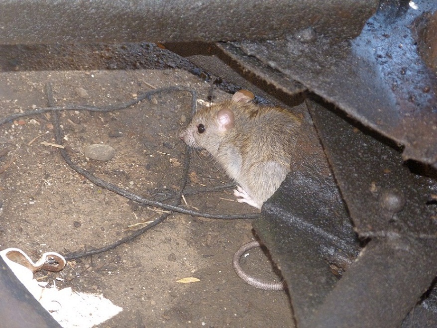 Che ratto è? Probabile Rattus rattus