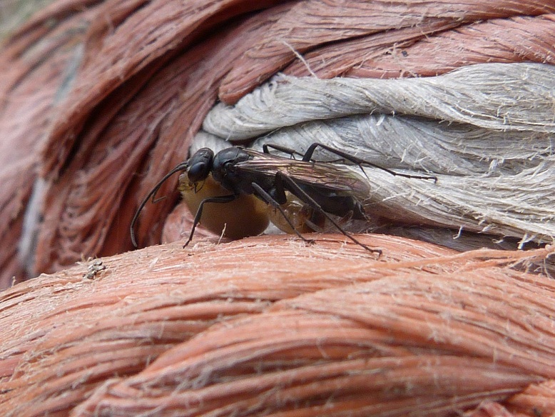Pompilidae con ragno mutilato delle zampe