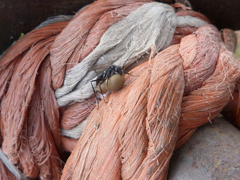 Pompilidae con ragno mutilato delle zampe