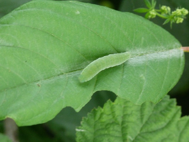 Identificazione bruco
