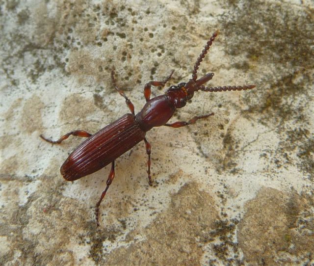 Misteriosi coleotteri notturni... Amorphocephala coronata!!!