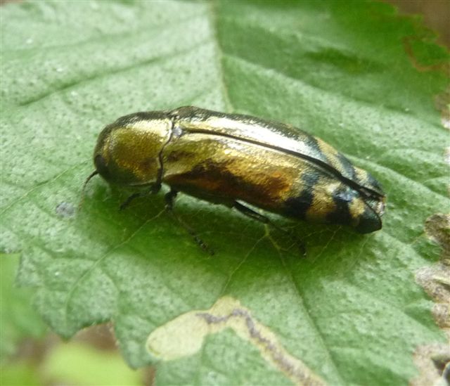 Buprestidae: Coraebus florentinus