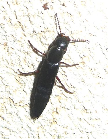 Staphylinidae.... Tasgius pedator