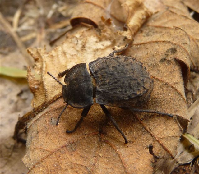 Tenebrionidae: Asida sabulosa? No, Asida bayardi bayardi