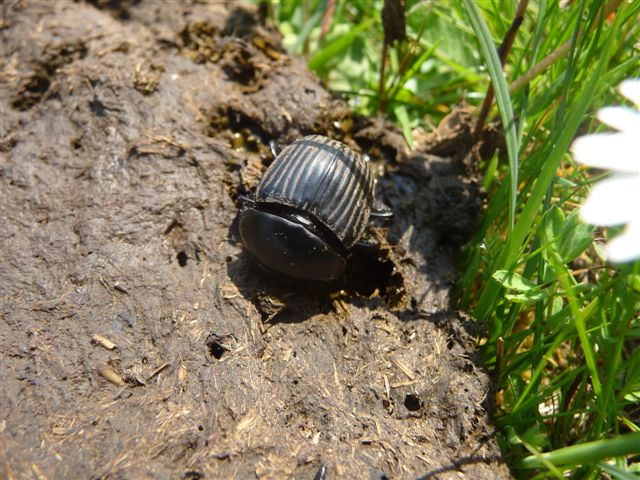 Scarabaeus laticollis (Scarabaeidae)