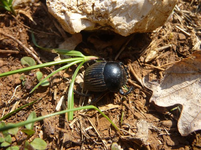 Scarabaeus laticollis (Scarabaeidae)