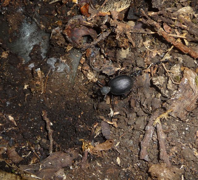 Cychrus italicus - Carabidae