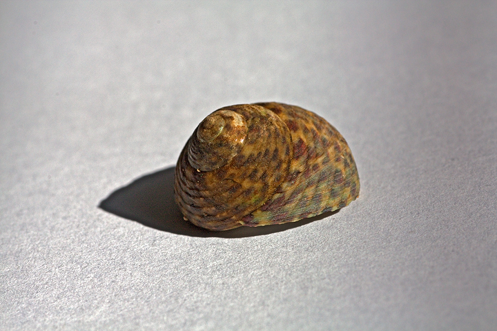 l''ultima delle tre da indentificare