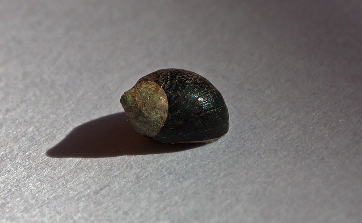 gasteropode 2 da identificare