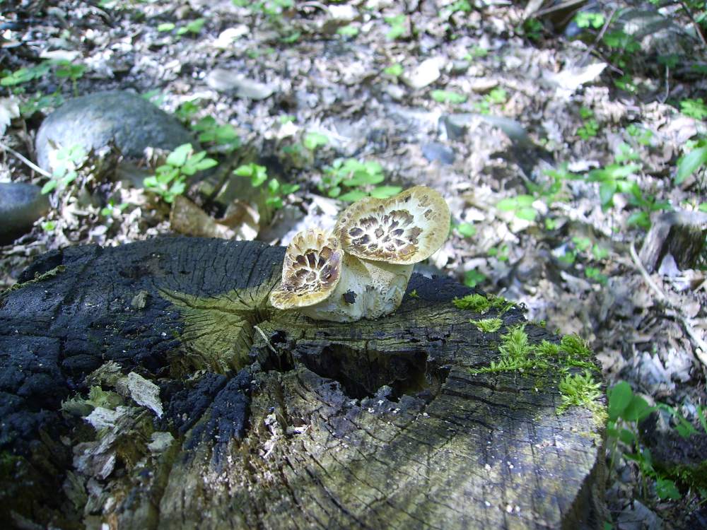 Fungo da id (Polyporus squamosus)