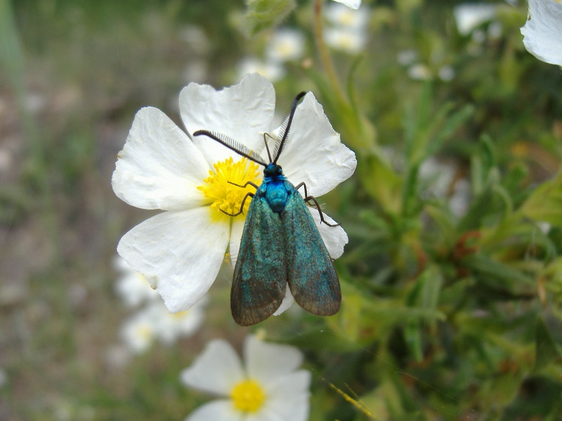 ID: Zygaenidae