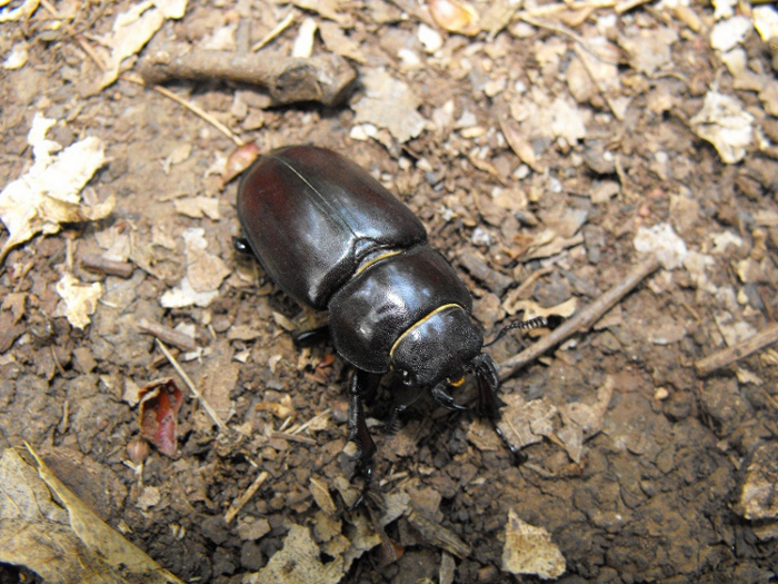 femmina di Lucanus tetraodon