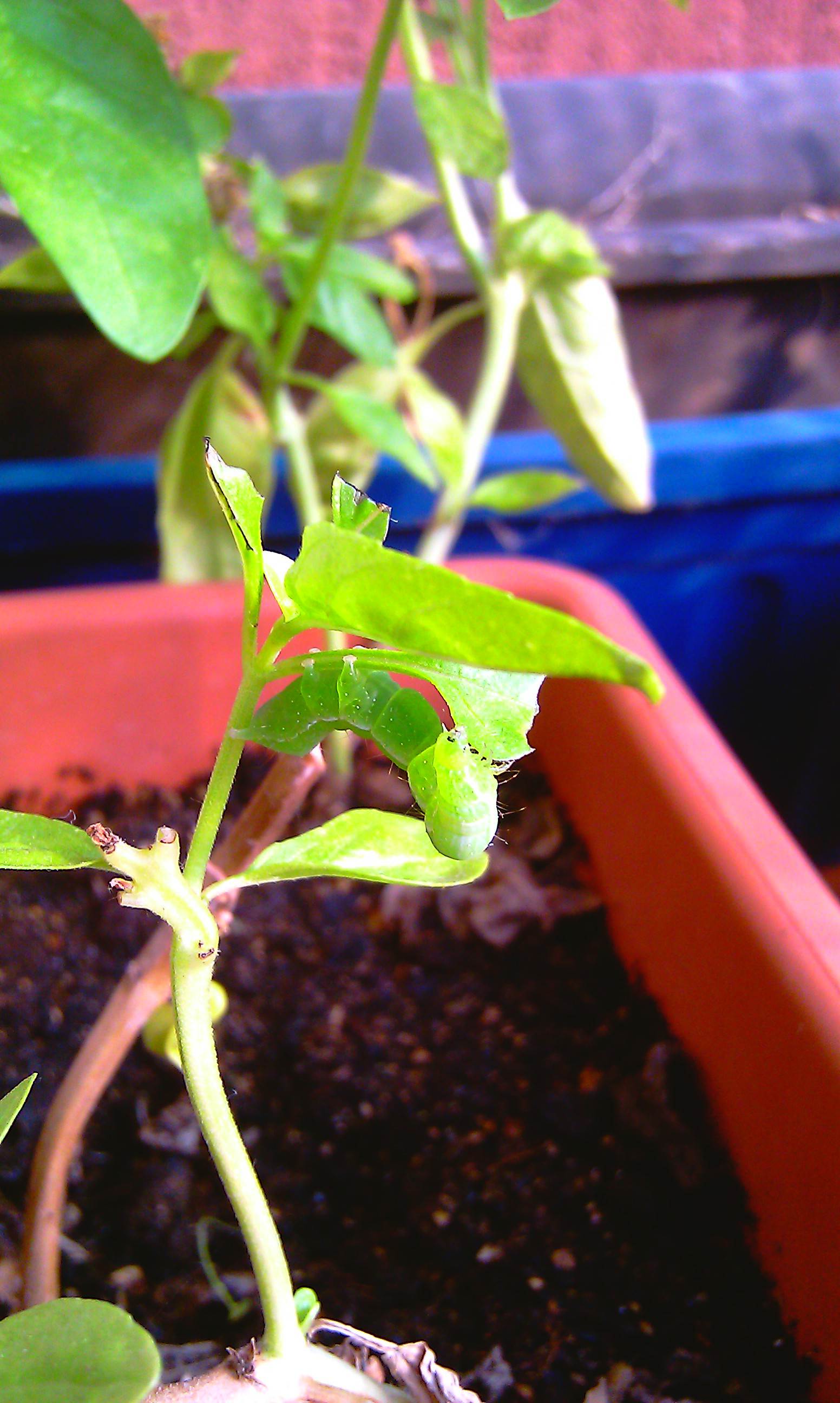 BRUCHI MANGIA TUTTO: probabile Chrysodeixis chalcites