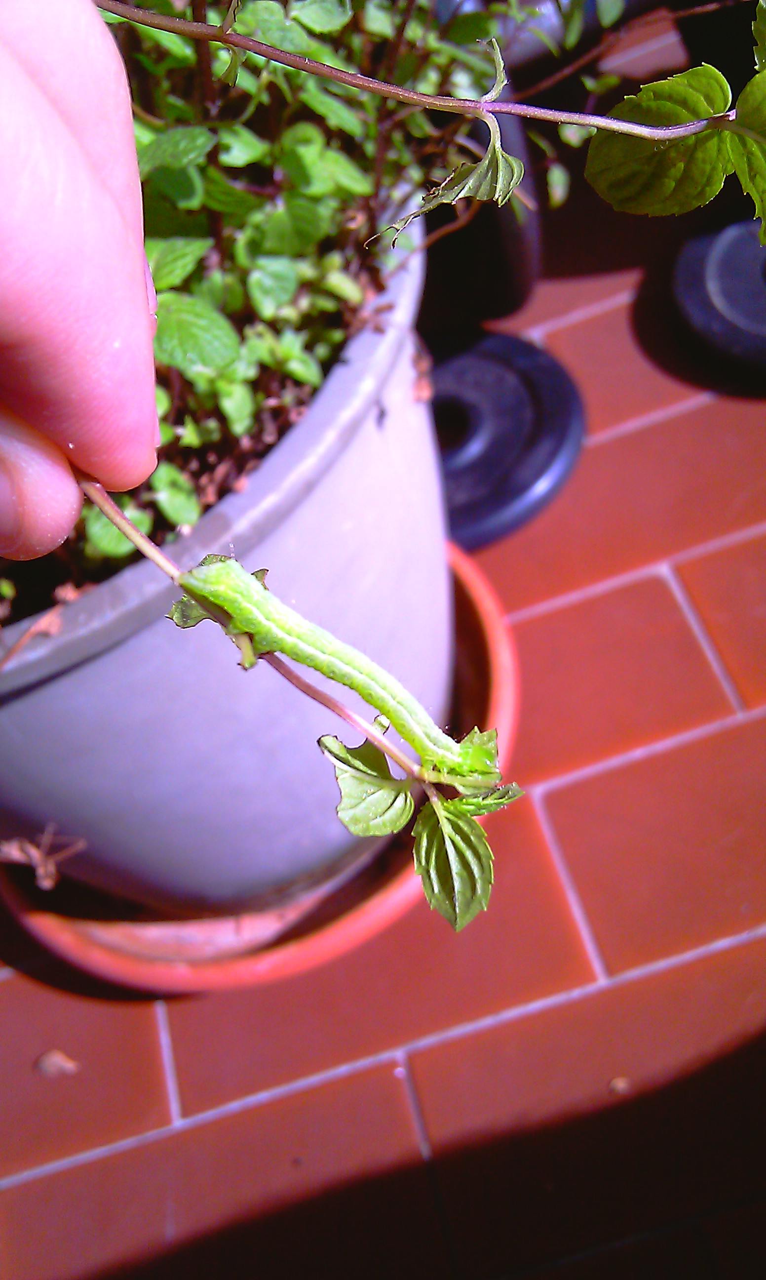 BRUCHI MANGIA TUTTO: probabile Chrysodeixis chalcites