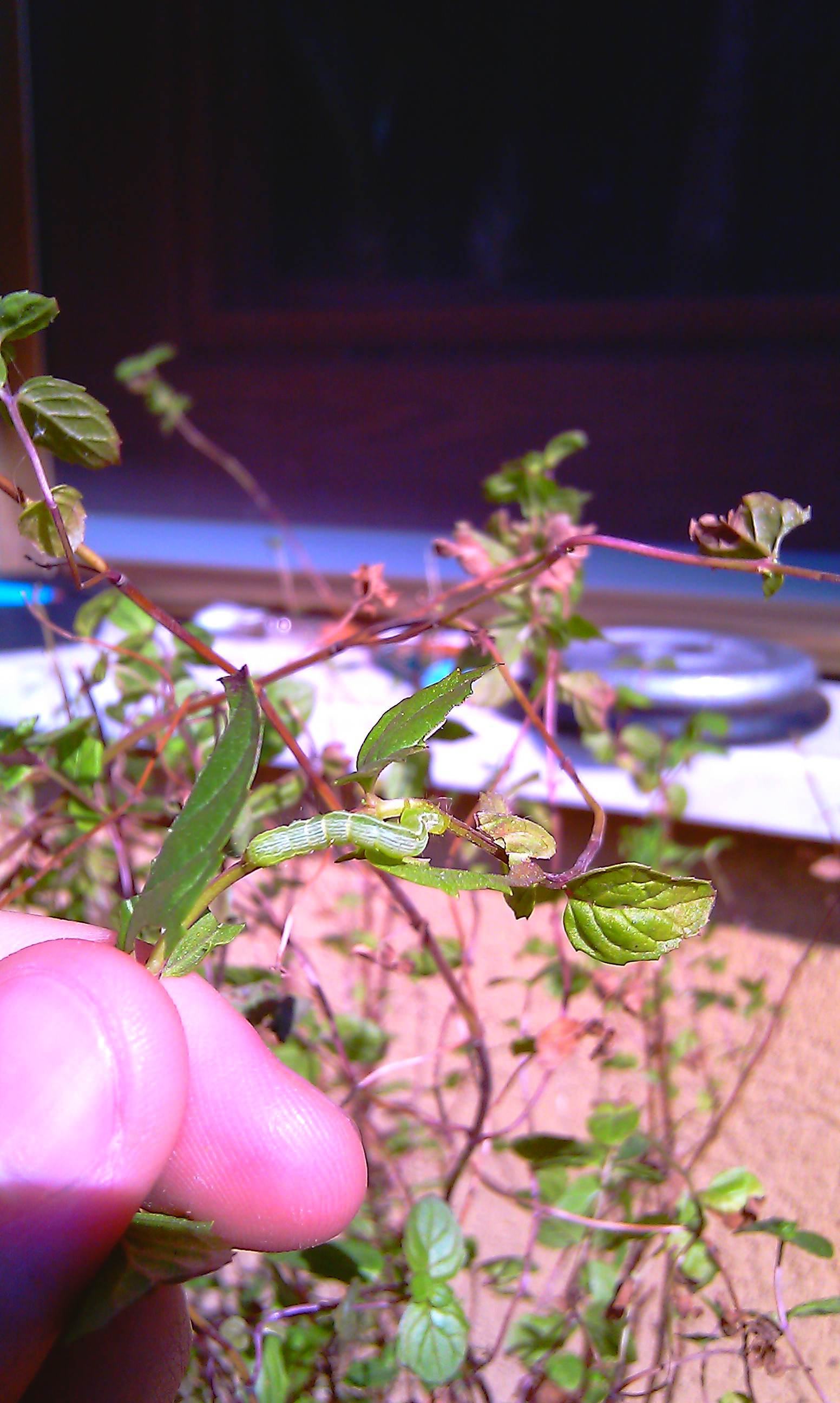 BRUCHI MANGIA TUTTO: probabile Chrysodeixis chalcites