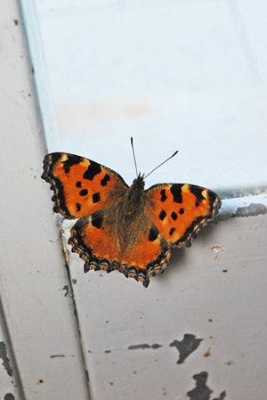ID farfalla arancione e nera