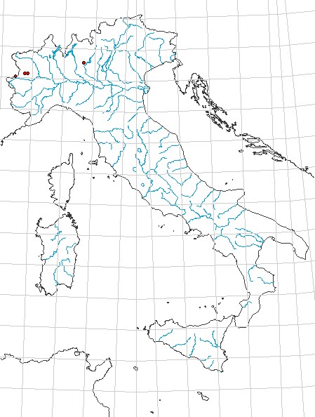 Osservata in una grotta del Ticino: Dolichopoda geniculata. Nuova per la Svizzera