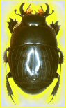Coleotterino tondo: Onthophilus affinis (Histeridae)