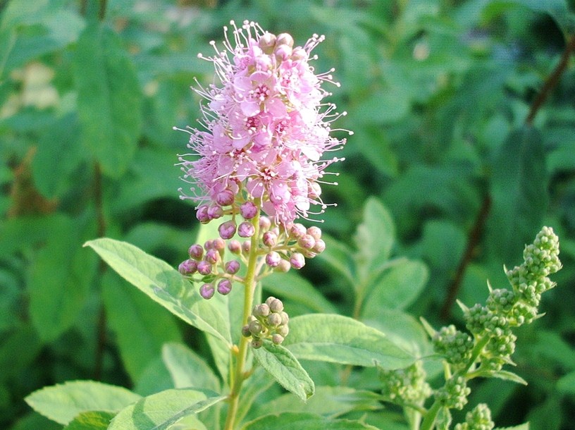 Spiraea salicifolia / Spirea a foglie di salice