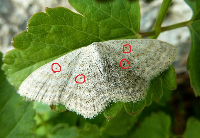 Scopula immutata?