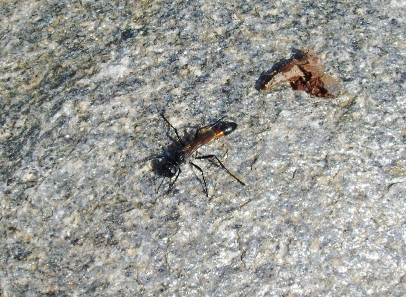 Sphecidae: Ammophila sp.