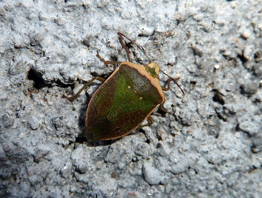 Pentatomidae: Nezara viridula, f.torquata, a Gallarate (VA)