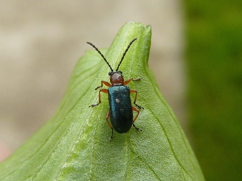 Coleotterino: Oulema sp.