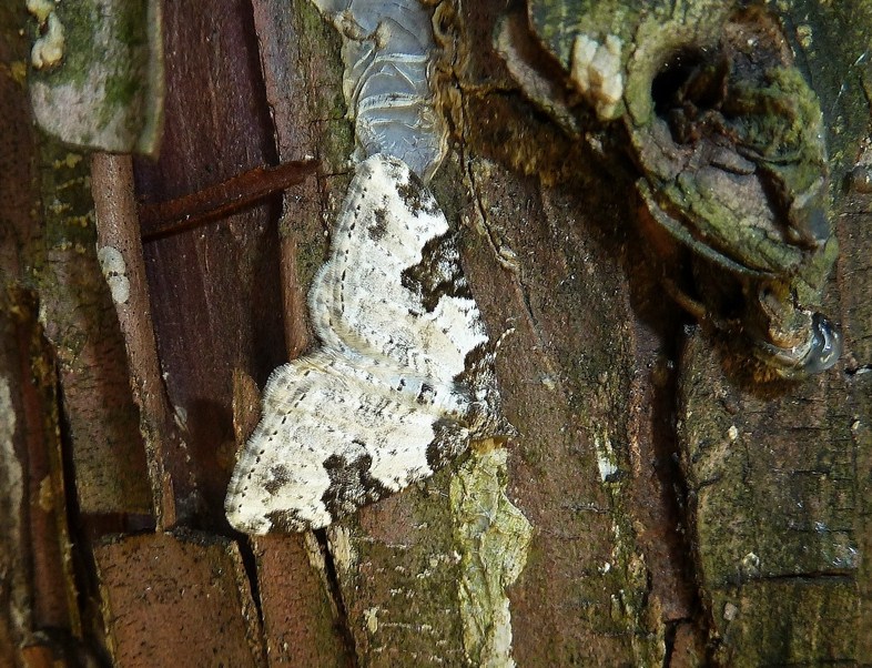 Xanthorhoe fluctuata?