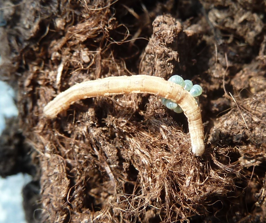 Parassitoidi su Lepidottero: acari? No, Euplectrus sp. (Eulophidae)