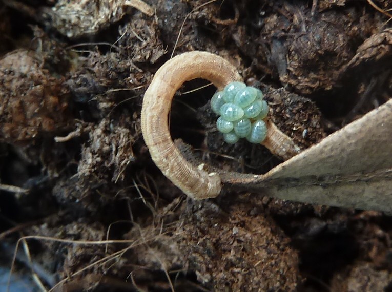 Parassitoidi su Lepidottero: acari? No, Euplectrus sp. (Eulophidae)