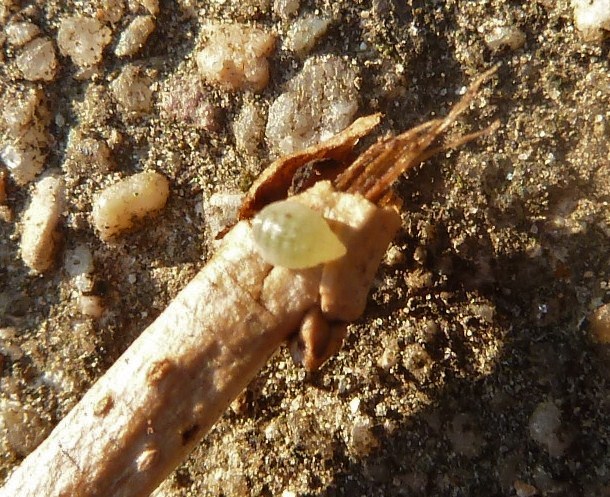 Parassitoidi su Lepidottero: acari? No, Euplectrus sp. (Eulophidae)