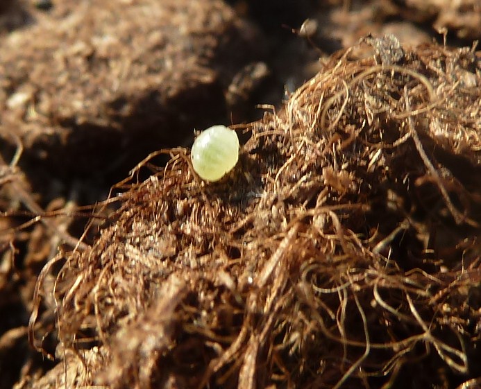 Parassitoidi su Lepidottero: acari? No, Euplectrus sp. (Eulophidae)